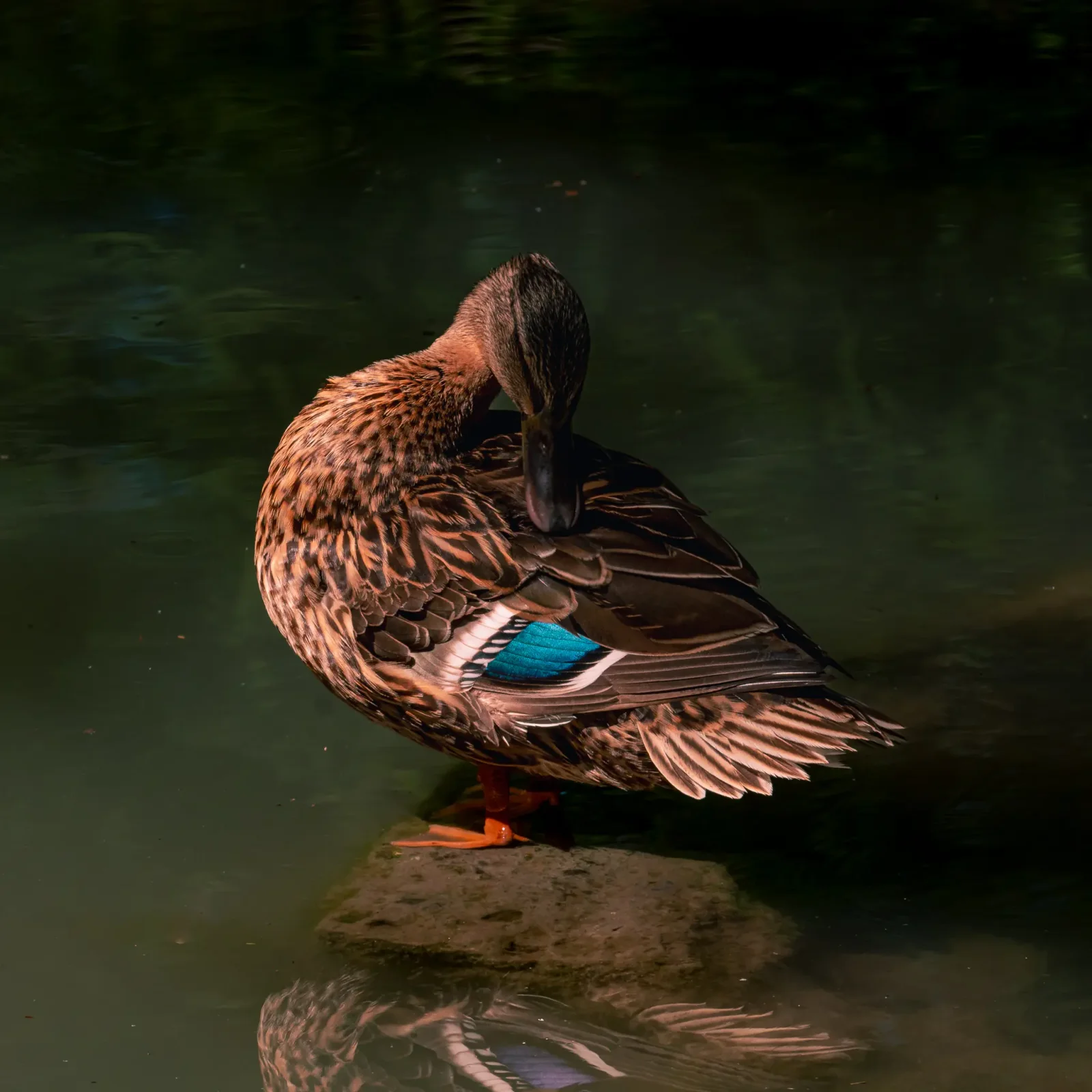 nature photography by JRMGraphy